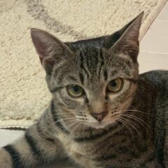 猫を飼うために準備すべきものとは