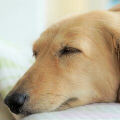 犬を飼うために準備すべきものとは